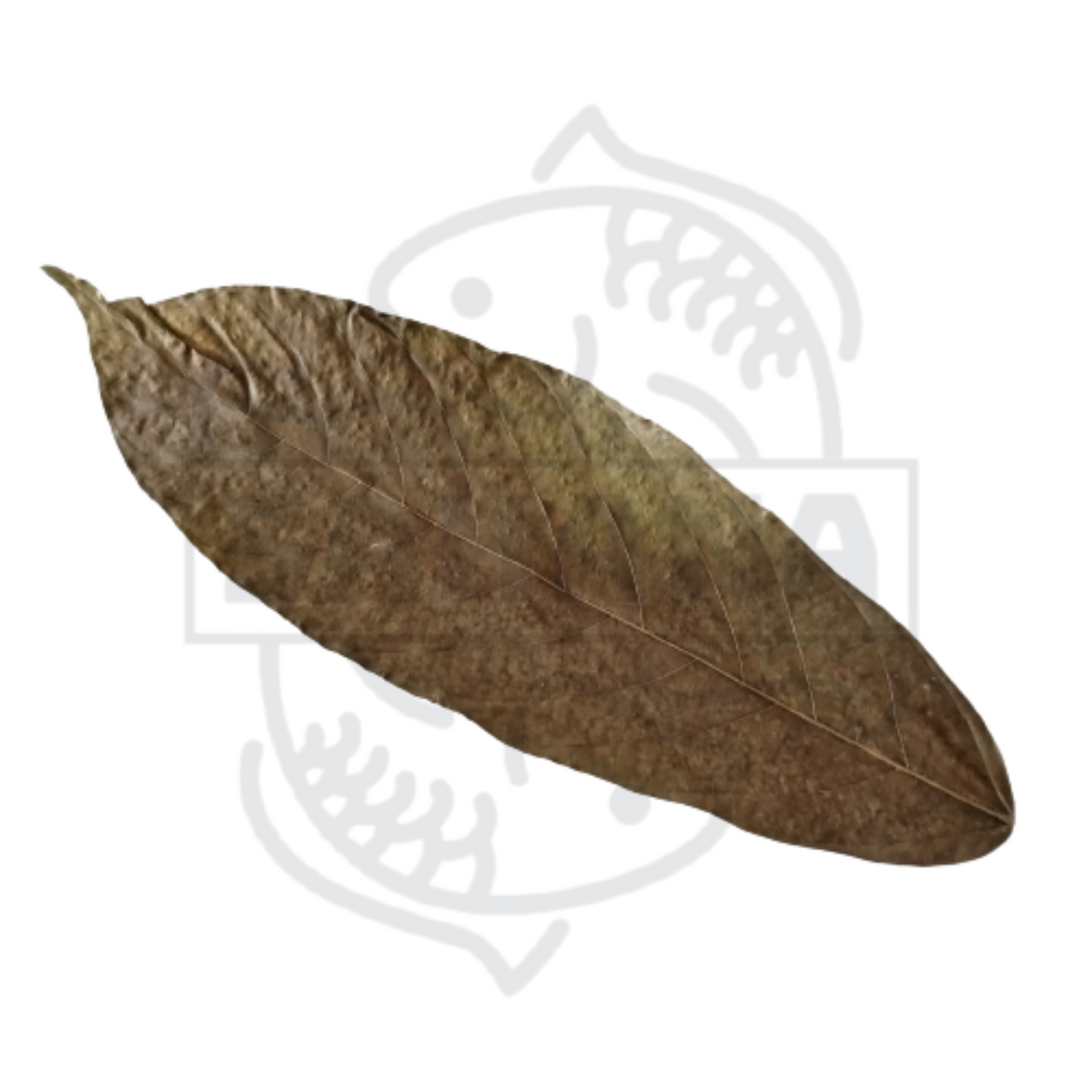 XXL cocoa leaf - pack of 5 units