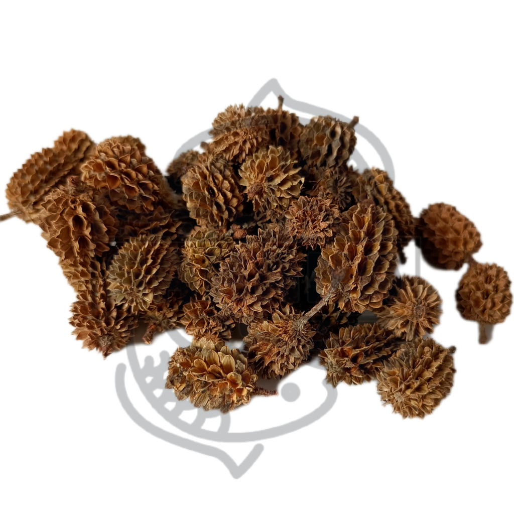 Casuarina pineapple - packs of 25 and 50 gr 